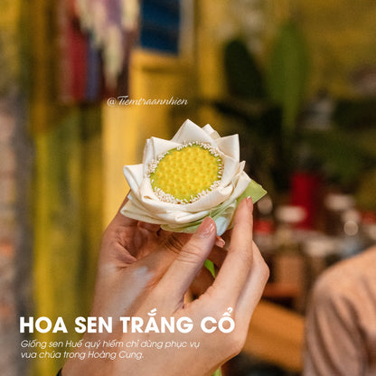 TRÀ SEN HUẾ NGUYÊN BÔNG SẤY LẠNH - AN THẦN, TỐT CHO SỨC KHỎE