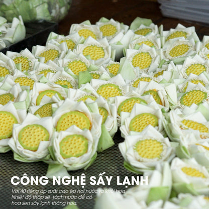 TRÀ SEN HUẾ NGUYÊN BÔNG SẤY LẠNH - AN THẦN, TỐT CHO SỨC KHỎE