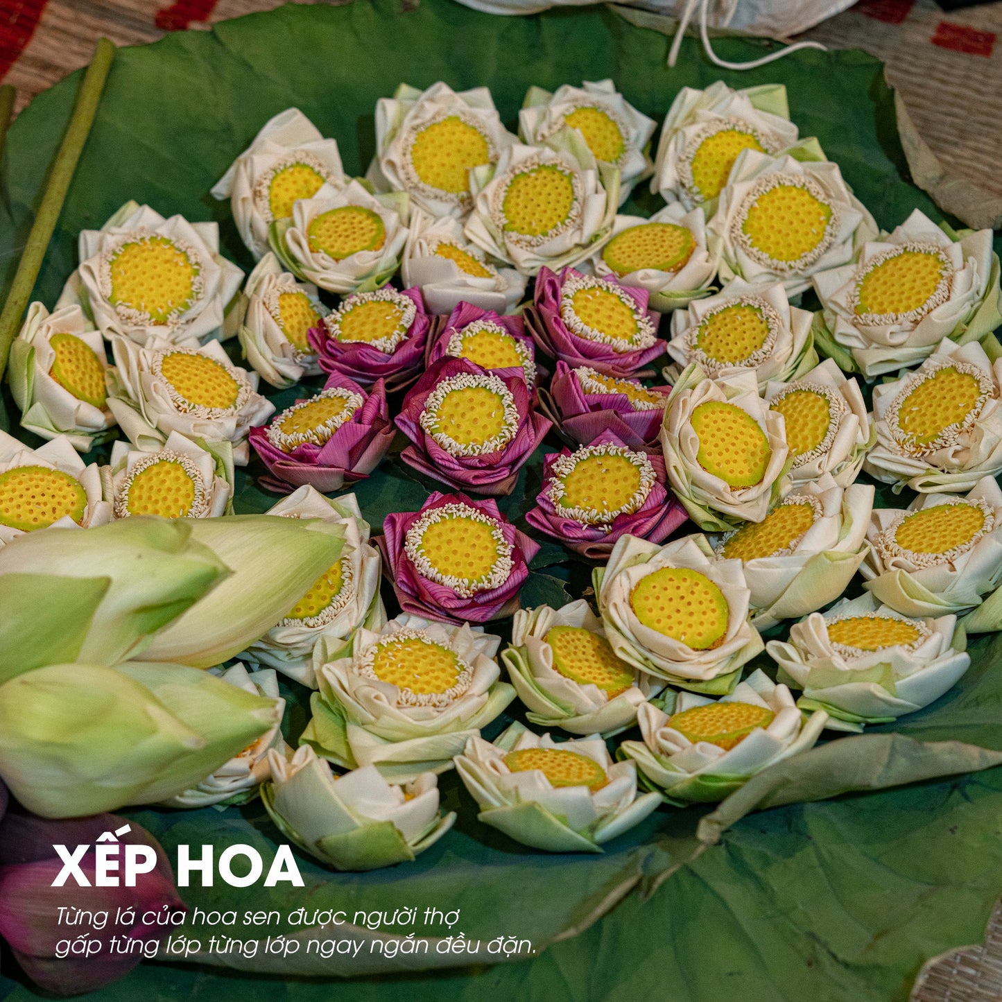 TRÀ SEN HUẾ NGUYÊN BÔNG SẤY LẠNH - AN THẦN, TỐT CHO SỨC KHỎE