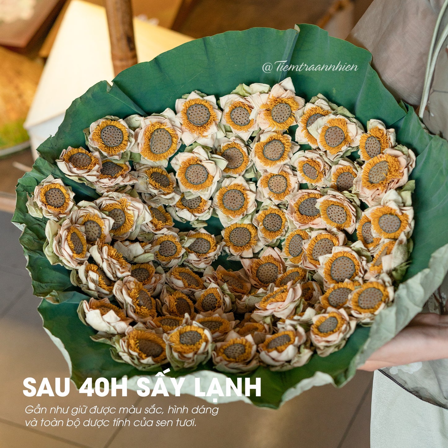 TRÀ SEN HUẾ NGUYÊN BÔNG SẤY LẠNH - AN THẦN, TỐT CHO SỨC KHỎE