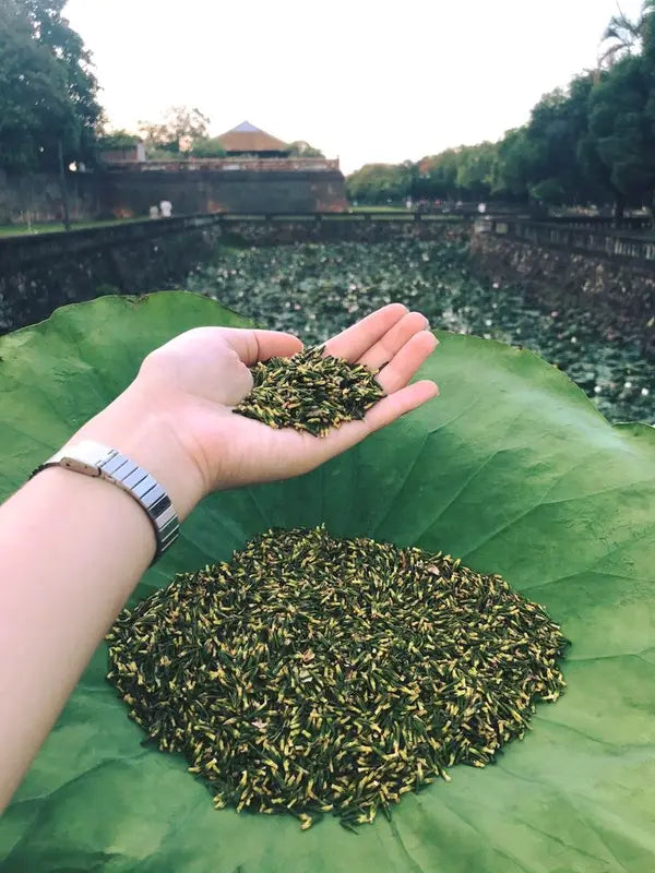 Trà Tâm Sen - Hỗ Trợ Giấc Ngủ Ngon, An Thần, Thanh Nhiệt